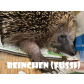 Beinchen