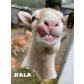 Nala