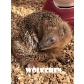 Woelkchen-1